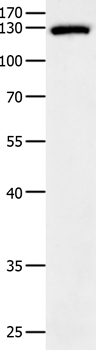 EGF Antibody[35720]