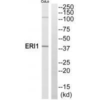 ERI1 Antibody[35304]