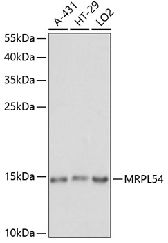 MRPL54 Rabbit Polyclonal Antib