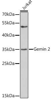GEMIN2 antibody[38570]
