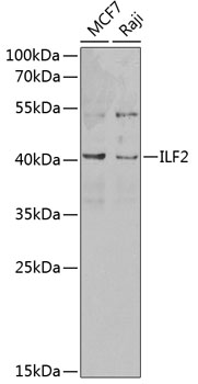 ILF2 Rabbit Polyclonal Antibod