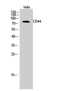 CD44 Polyclonal Antibody[40702