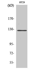 FAK Polyclonal Antibody[40914]