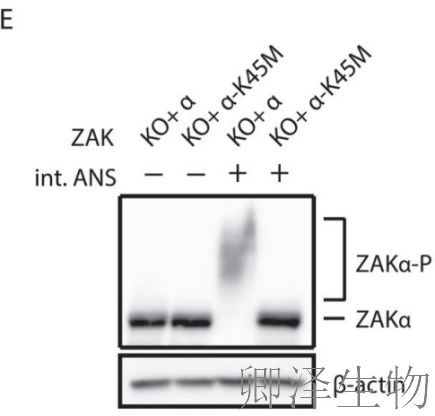 【核糖体碰撞-经典研究】 |细胞中的