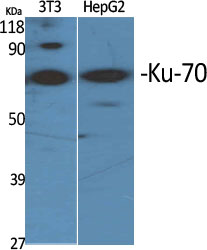 Ku-70 Polyclonal Antibody[4109