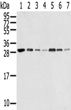 RPA2 Antibody[42740]
