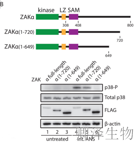 【核糖体碰撞-经典研究】 |细胞中的