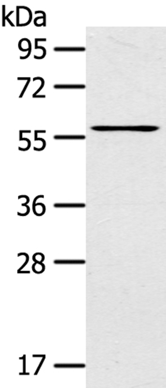 LPP Antibody[40362]