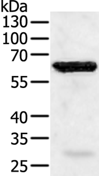 TRAF5 Antibody[35971]