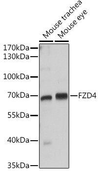 FZD4 Rabbit Polyclonal Antibod