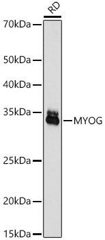 MYOG Rabbit Polyclonal Antibod