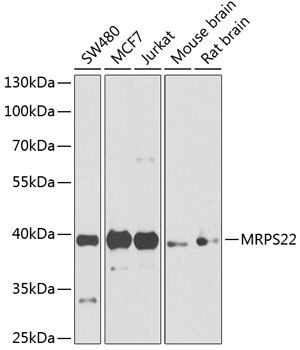 MRPS22 Rabbit Polyclonal Antib