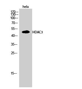 HDAC3 Polyclonal Antibody[4099