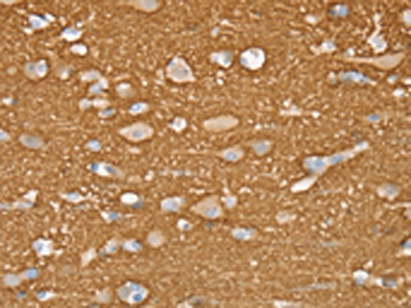 STXBP1 Antibody[43334]