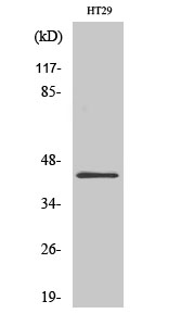 GATA-1 Polyclonal Antibody[409
