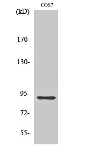 MSK1 Polyclonal Antibody[41183