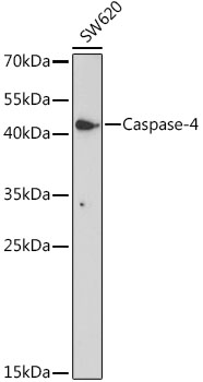 Caspase-4 Rabbit Polyclonal An