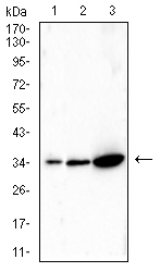 IL-2 Mouse mAb[63781]