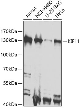 KIF11 Rabbit Polyclonal Antibo