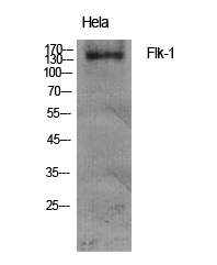 Flk-1 Polyclonal Antibody[4092
