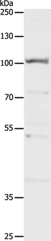 CLCA4 Antibody[35684]