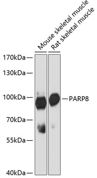 PARP8 Rabbit Polyclonal Antibo