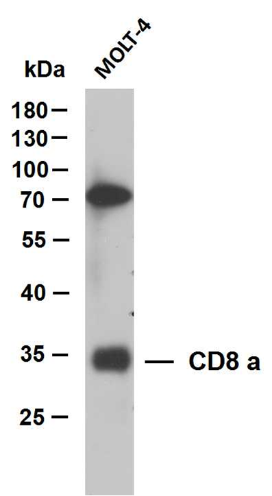 CD8 a mouse mAb(ABT155)[58251]