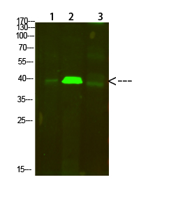 Tropomyosin α Polyclonal Antib