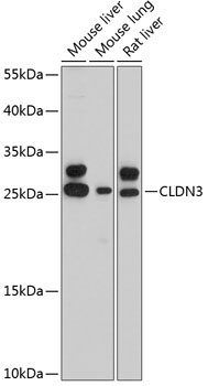 CLDN3 antibody[38504]