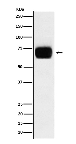 CD33 Rabbit mAb[56297]