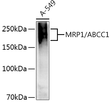 ABCC1 antibody[38541]
