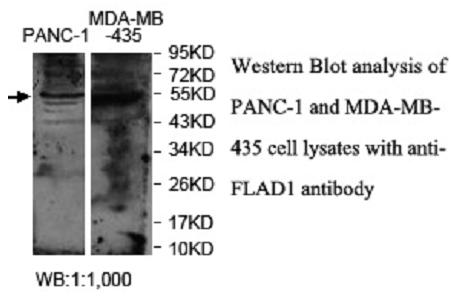 FLAD1 Antibody[40037]