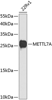 METTL7A Rabbit Polyclonal Anti