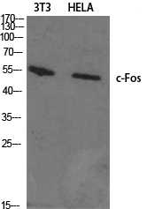 c-Fos Polyclonal Antibody[4073