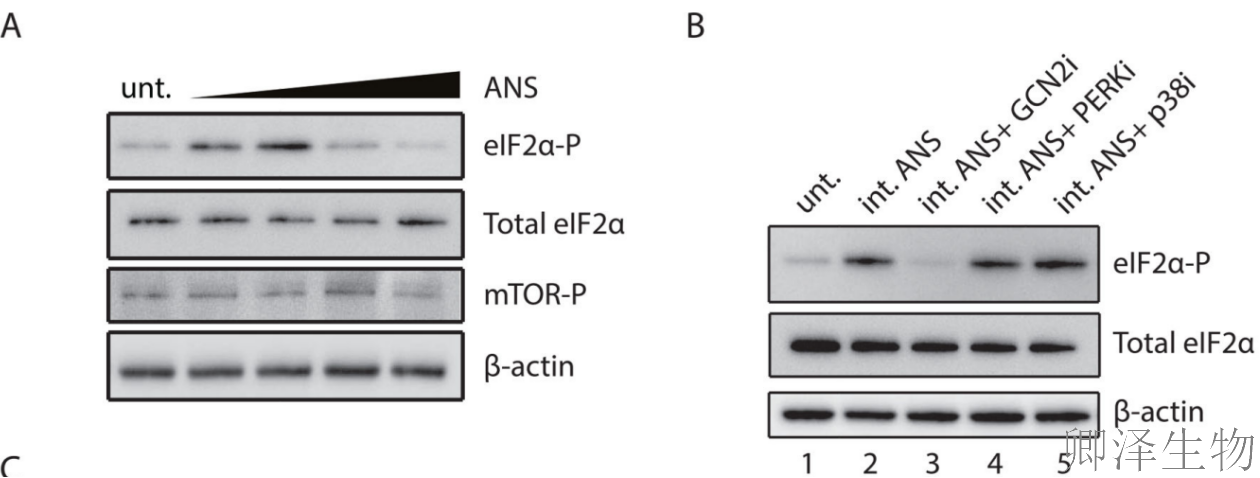 【核糖体碰撞-经典研究】 |细胞中的