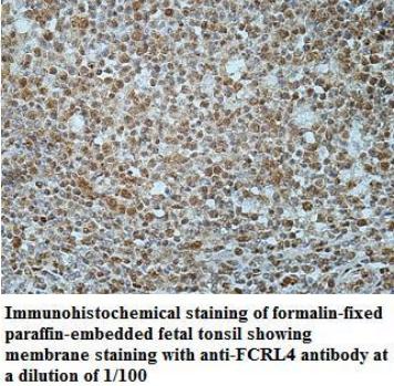 FCRL4 Antibody[40042]