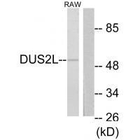 DUS2L Antibody[34081]