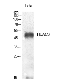 HDAC3 Polyclonal Antibody[4099