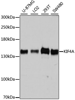 KIF4A Rabbit Polyclonal Antibo