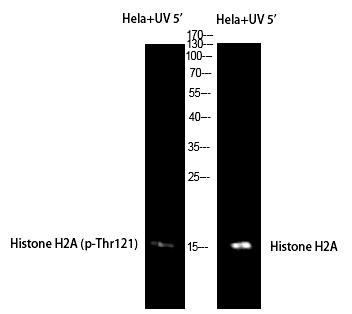 Histone H2A (Phospho-Thr121) P