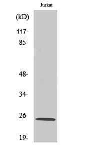 Rit1 Polyclonal Antibody[41413
