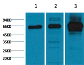 NFκB p65 Mouse Monoclonal Anti