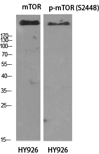 mTOR Polyclonal Antibody[41187
