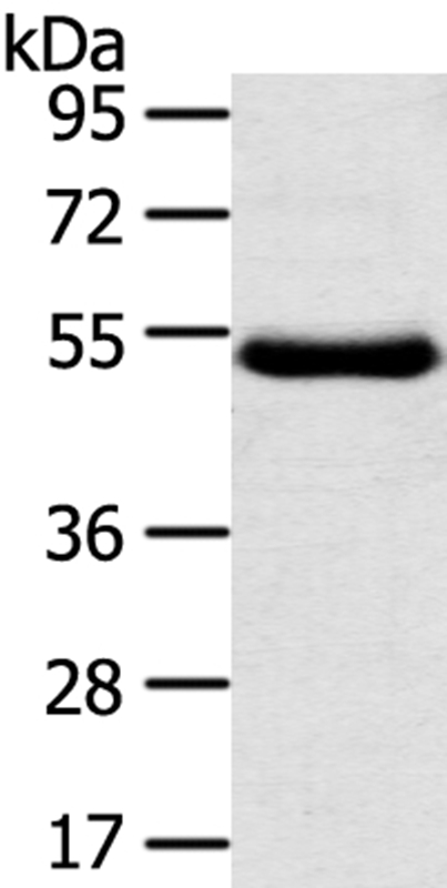 TMPRSS11D Antibody[40346]