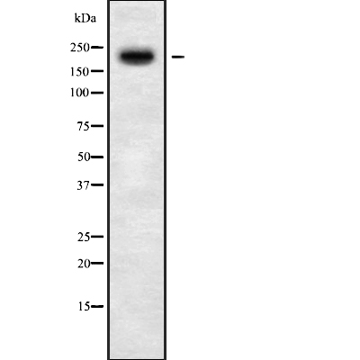 MYO5C Antibody[46065]