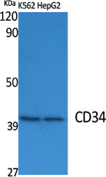 CD34 Polyclonal Antibody[40701