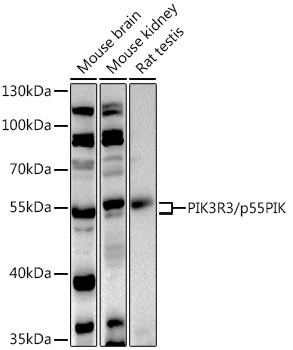PIK3R3 Rabbit Polyclonal Antib