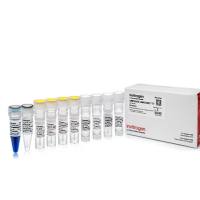 mMESSAGE mMACHINE™ T7 转录试剂盒,AM1344