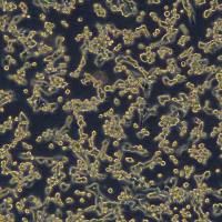 浙江（杭州）美森 小鼠Lewis肺癌细胞LLC(Luc1)现货