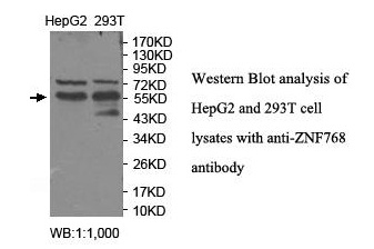 ZNF768 Antibody[39918]